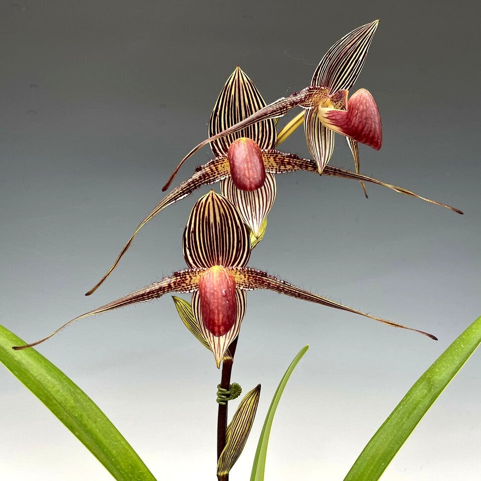 Paphiopedilum Winter Pearl (Magic Lantern xemernii var. huonglanae)