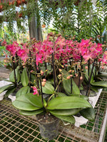 Carica l'immagine nel visualizzatore Galleria, Phalaenopsis Diffusion