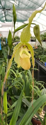 Carica l&#39;immagine nel visualizzatore Galleria, Phragmipedium Memoria Hans Glow (longifolium x (pearcei x wallisii))
