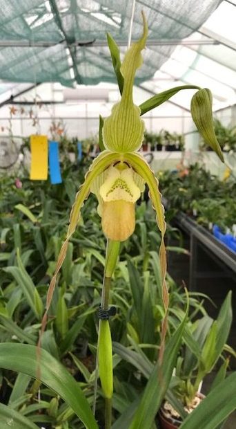 Phragmipedium Memoria Hans Glow (longifolium x (pearcei x wallisii))