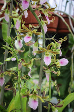 Carica l'immagine nel visualizzatore Galleria, Eulophia Shamara (euglossa x guineensis)