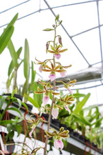 Carica l'immagine nel visualizzatore Galleria, Eulophia Shamara (euglossa x guineensis)