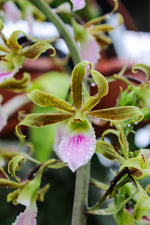 Carica l'immagine nel visualizzatore Galleria, Eulophia Shamara (euglossa x guineensis)