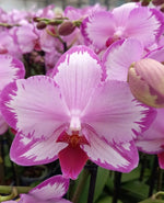 Load image into Gallery viewer, Phalaenopsis Toshi