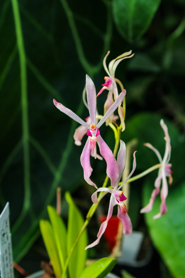 Renanthera vietnamensis x Vanda falcata
