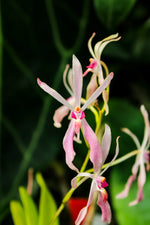 Carica l&#39;immagine nel visualizzatore Galleria, Renanthera vietnamensis x Vanda falcata
