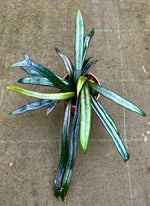 Carica l&#39;immagine nel visualizzatore Galleria, Microsorum thailandicum
