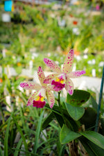 Carica l'immagine nel visualizzatore Galleria, Laeliocattleya Tropical Pointer 'Cheetah'