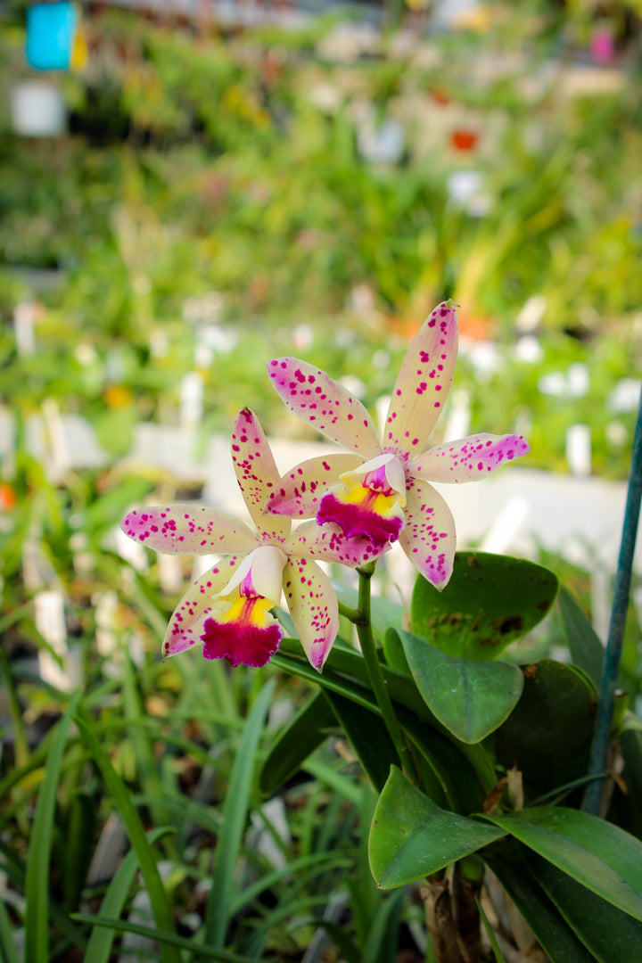 Laeliocattleya Tropical Pointer 'Cheetah'