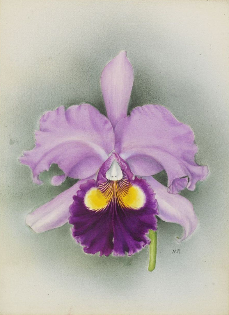 Cattleya Saint Gothard (C. Hardyana x C. Gottoiana)