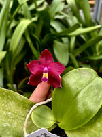 Carica l&#39;immagine nel visualizzatore Galleria, Phalaenopsis Hawaii Dragon Girl x Phalaenopsis Yaphon Blue Bird &#39;blue&#39;
