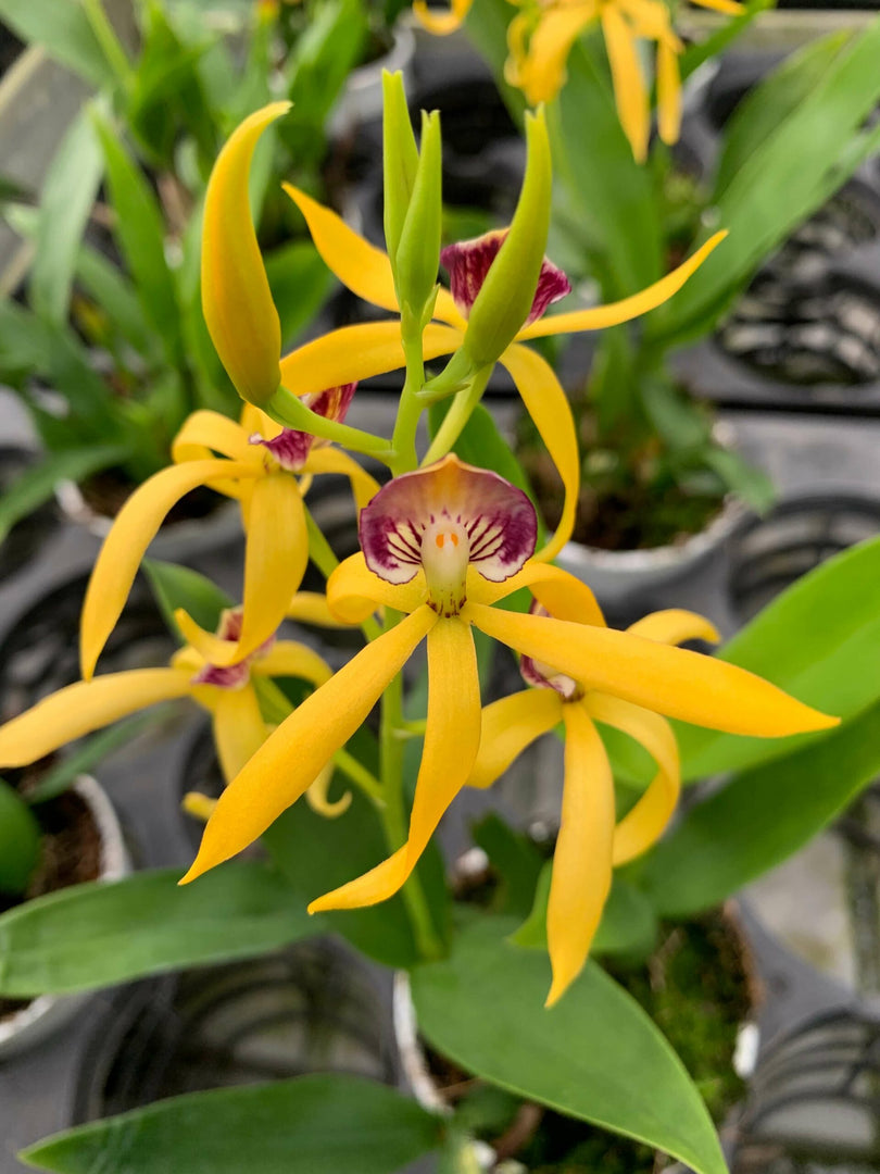 Encyclia vitellina x cochleata