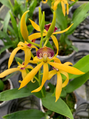 Encyclia vitellina x cochleata