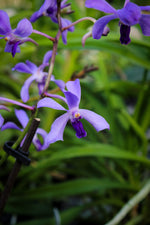 Carica l&#39;immagine nel visualizzatore Galleria, Vanda coerulescens x Neostylis Lou Sneary Blue
