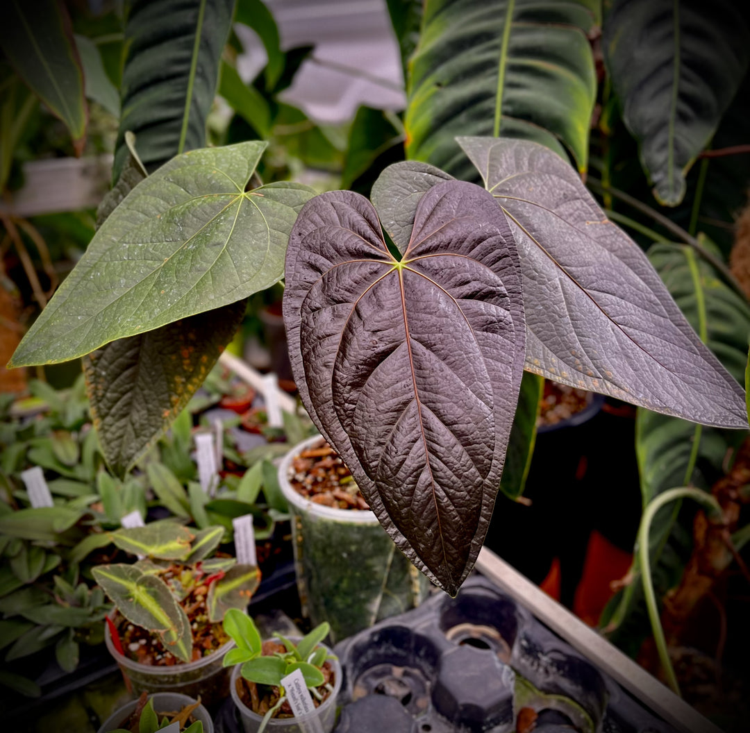 Anthurium Queen Of Hearts