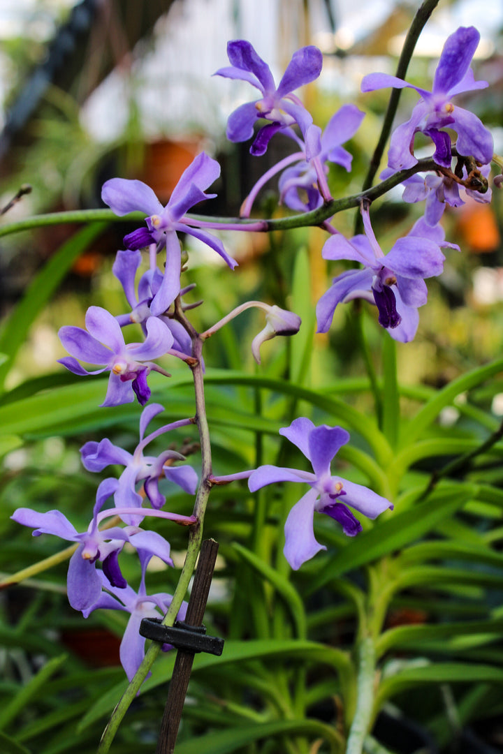 Vanda coerulescens x Neostylis Lou Sneary Blue
