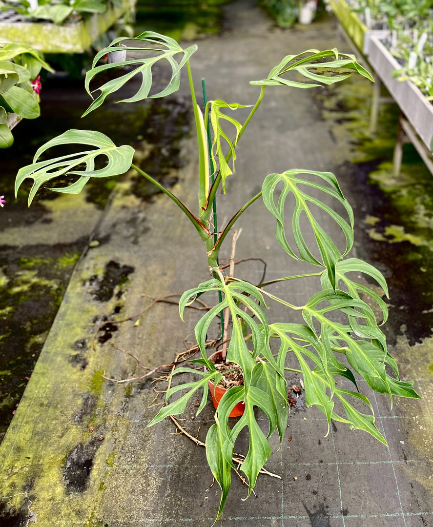 Monstera Burle Marx Flame