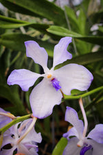Load image into Gallery viewer, Vanda coerulea