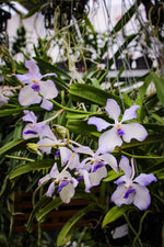 Load image into Gallery viewer, Vanda coerulea