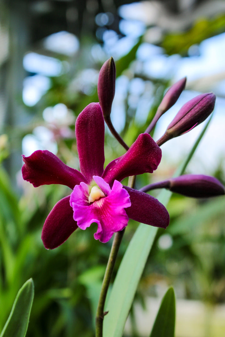 Guaricyclia Yucatan (Gur. aurantiaca × Encyclia Gail Nakagaki)