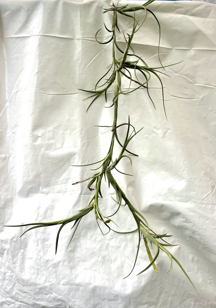 Tillandsia intermedia