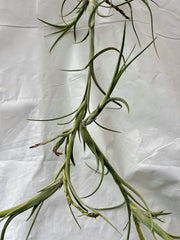 Tillandsia intermedia