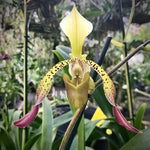 Carica l'immagine nel visualizzatore Galleria, Paphiopedilum Quintal Wonder (Paph. dianthum x Paph. haynaldianum)