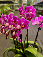 Carica l&#39;immagine nel visualizzatore Galleria, Phalaenopsis Sweet Pinkish
