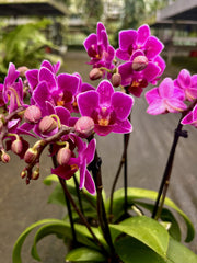 Phalaenopsis Sweet Pinkish