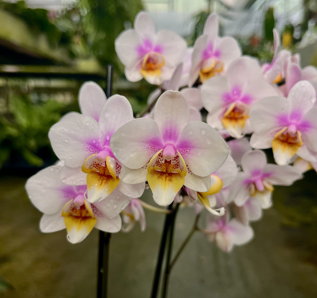 Phalaenopsis Copenhagen
