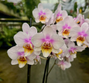 Phalaenopsis Copenhagen