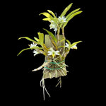 Load image into Gallery viewer, Dendrobium scabrilingue
