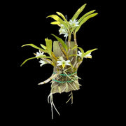 Dendrobium scabrilingue