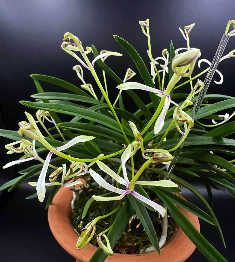 Neofinetia falcata 'Nanngokunomai' 南国の舞