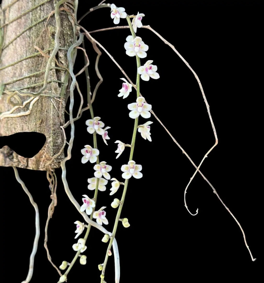 Chiloschista parishii 'Sakura'