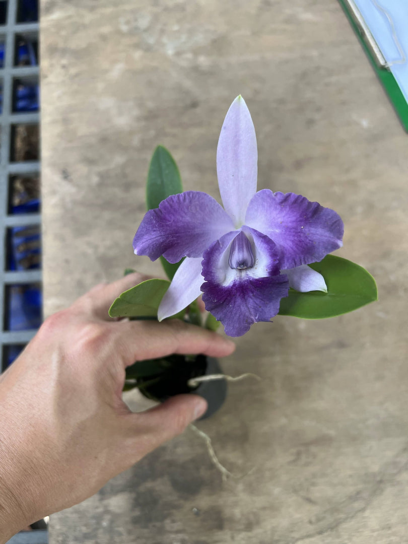 Cattleya Mini Berlin 'Purple Queen' (C. Cariad's Mini-Quinee × C. Mini Purple)