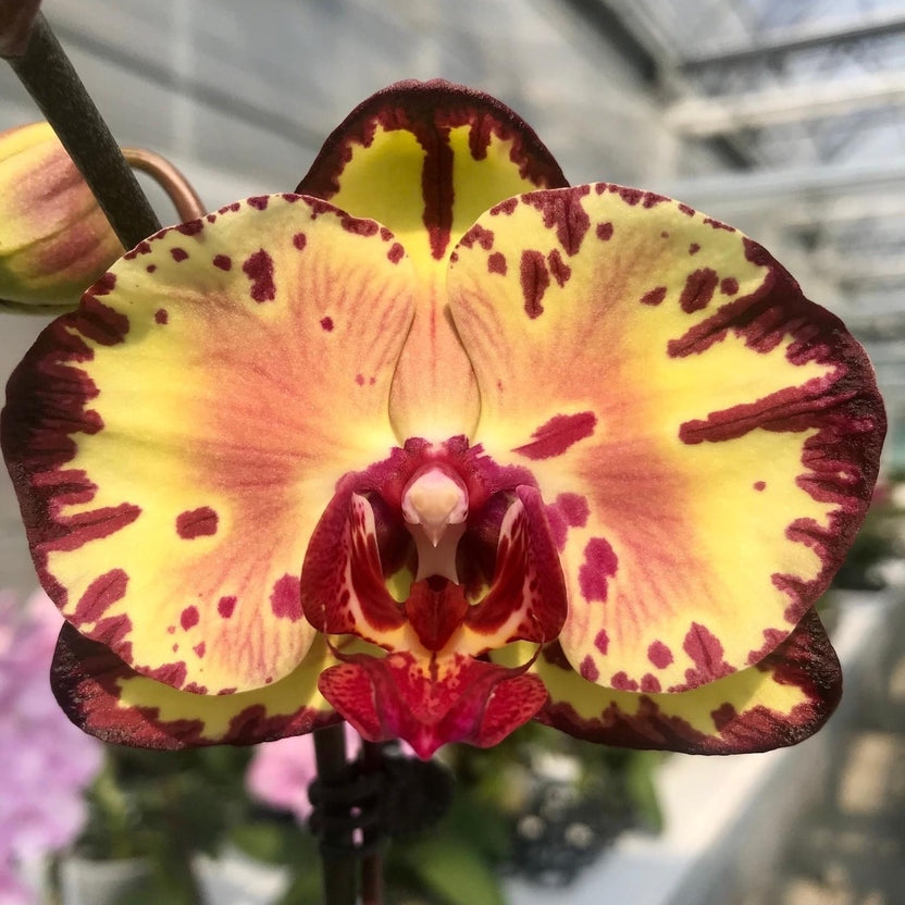 Phalaenopsis Joy Spring Canary 'Joy'