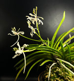 Carica l'immagine nel visualizzatore Galleria, Neofinetia falcata 'Nanngokunomai' 南国の舞