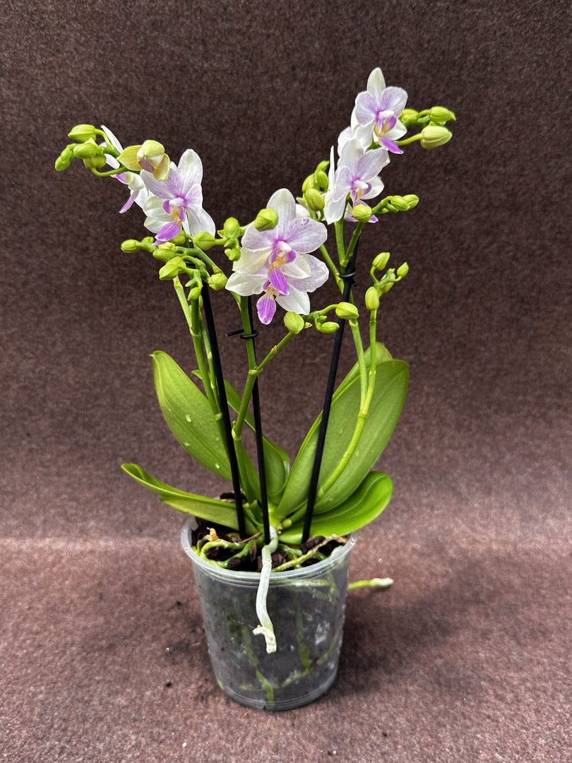 Phalaenopsis Blossom Bliss