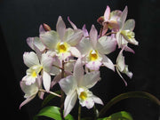 Cattleya (Iwanagara) Apple Blossom