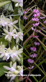 Carica l&#39;immagine nel visualizzatore Galleria, Trichoglottis rosea x latisepala
