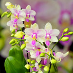 Load image into Gallery viewer, Phalaenopsis Blossom Bliss
