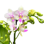 Load image into Gallery viewer, Phalaenopsis Blossom Bliss
