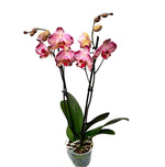 Carica l&#39;immagine nel visualizzatore Galleria, Phalaenopsis Paisaje
