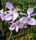 Carica l&#39;immagine nel visualizzatore Galleria, Vanda coerulea var. rosea
