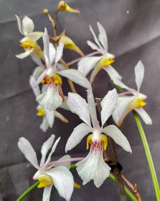 Holcoglossum Incantatio (lingulatum x wangii)