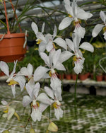 Carica l&#39;immagine nel visualizzatore Galleria, Holcoglossum Incantatio (lingulatum x wangii)
