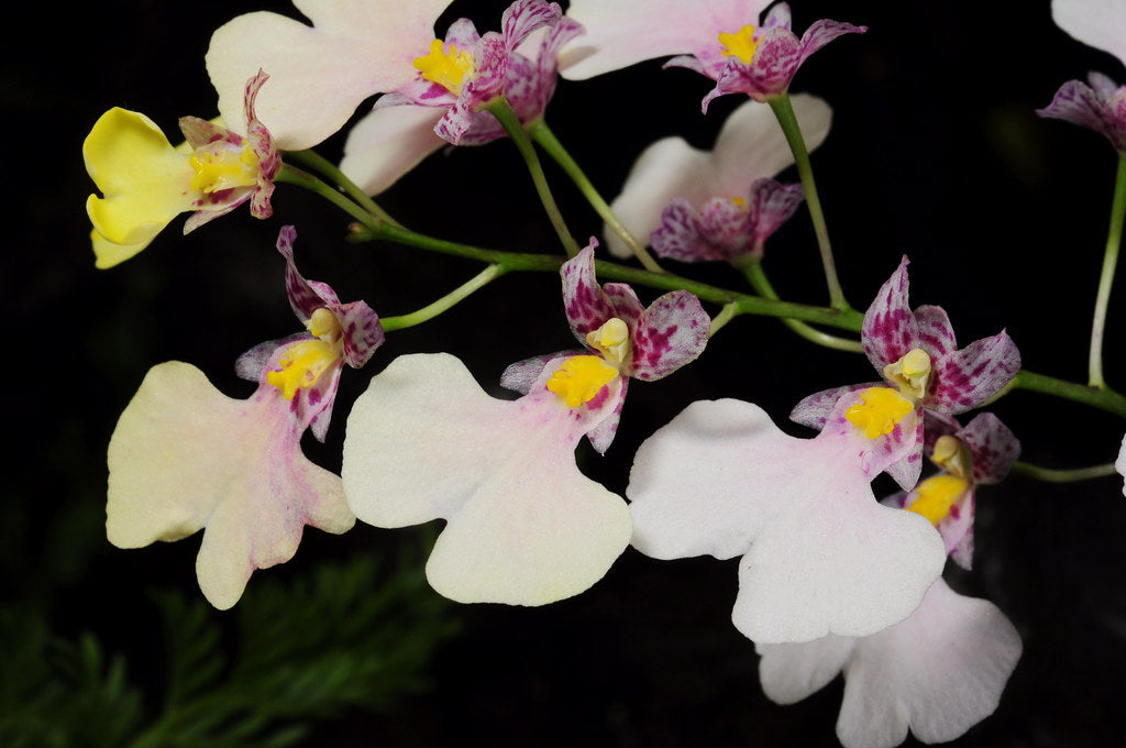 Ionocidium Popcorn 'Haruri'