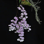 Load image into Gallery viewer, Ionopsis utricularioides