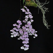 Ionopsis utricularioides